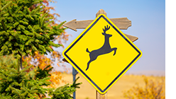 FHWA Wildlife Crossings Pilot Program (WCPP)